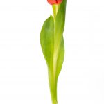 tulip-3118310