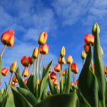 tulips-21598