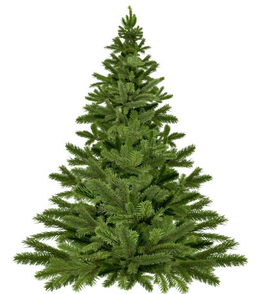 christmas-tree-1792267