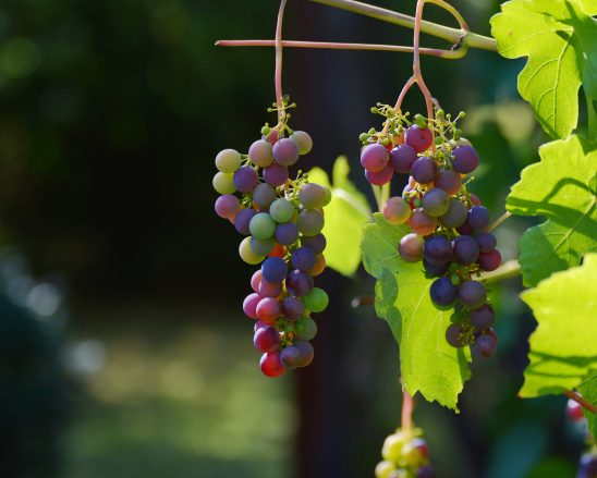 grapes-1659118