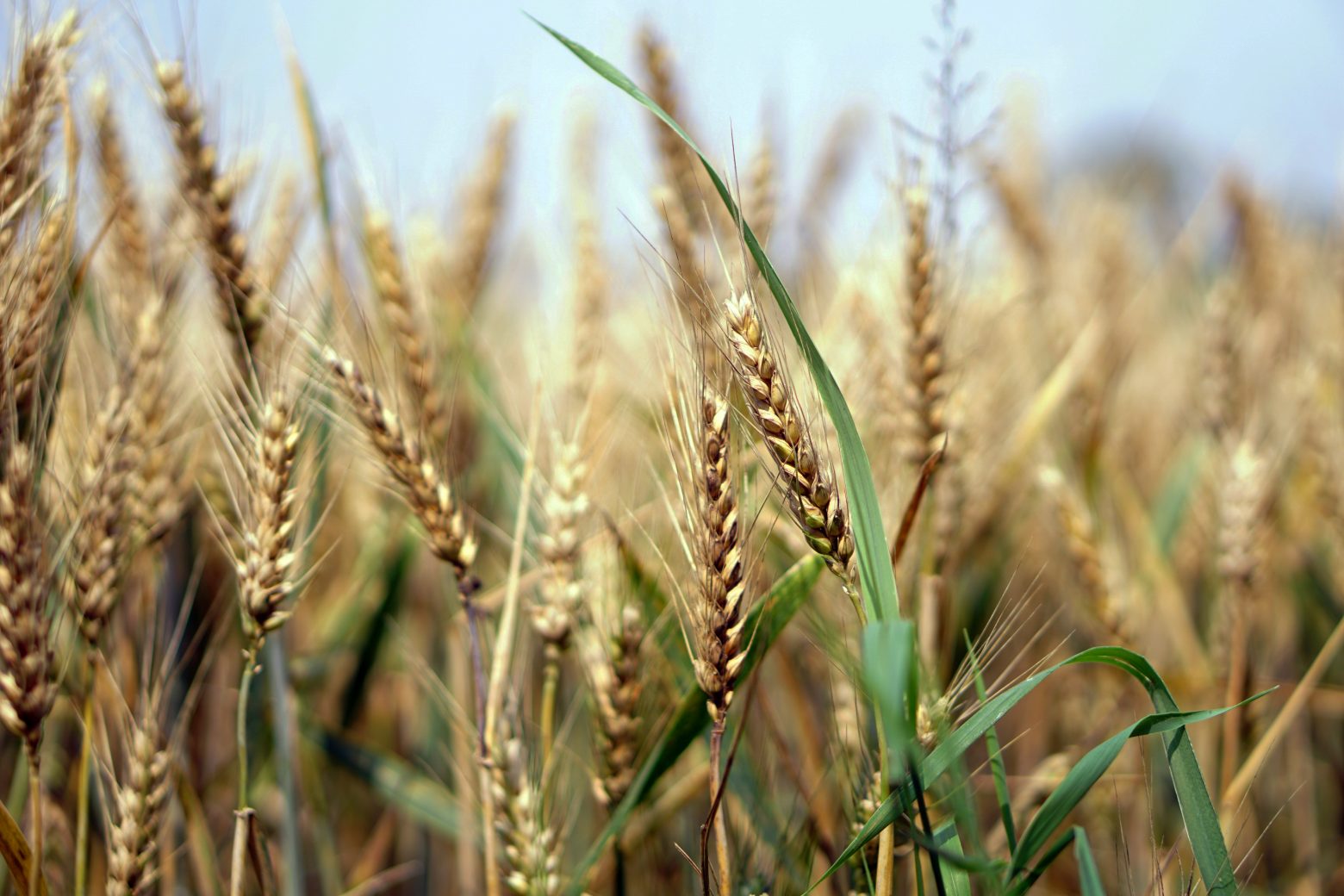 wheat-1556699