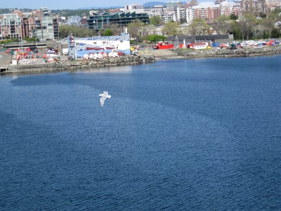 seagull-over-the-water