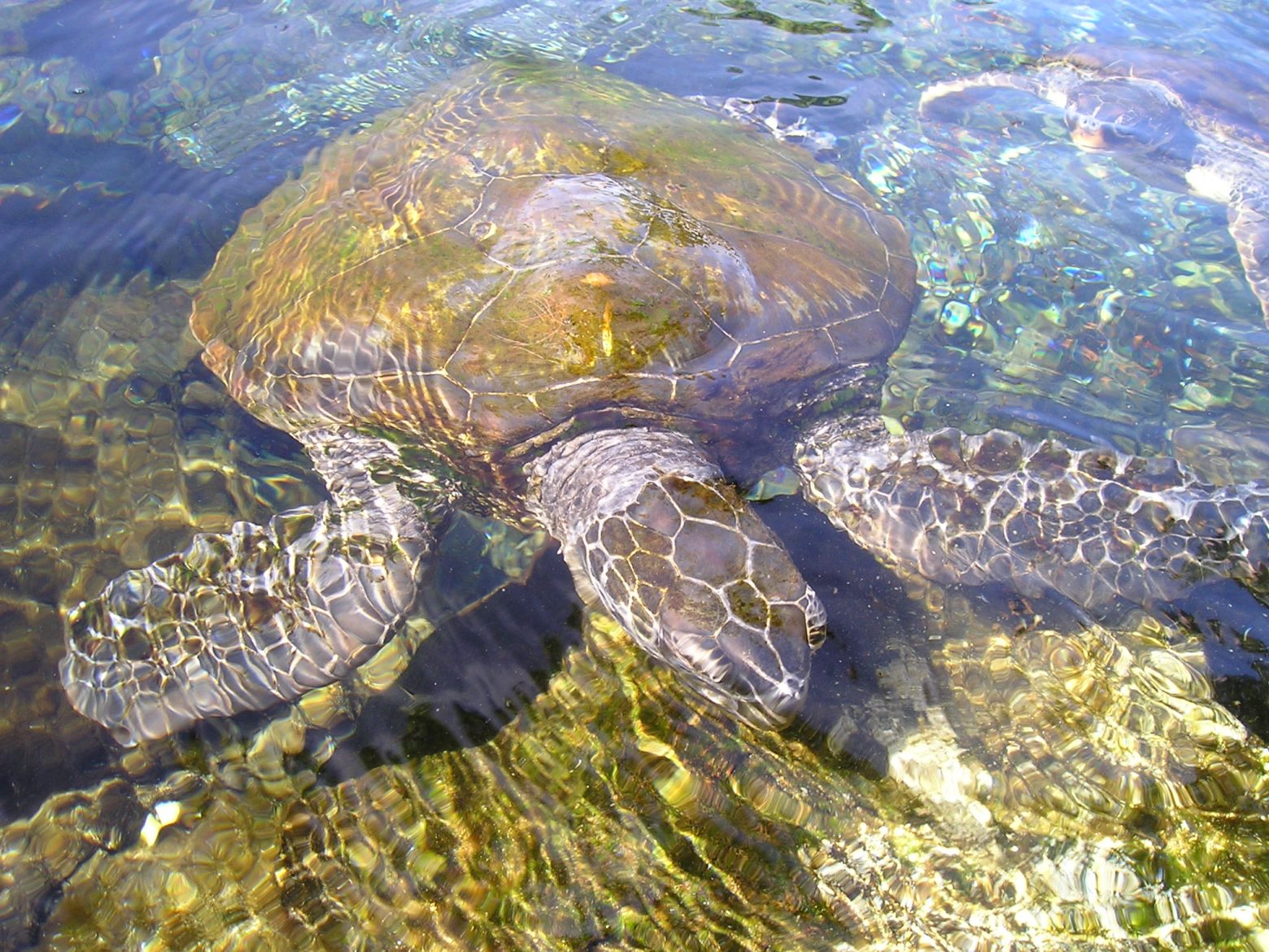 turtle-54