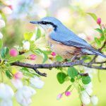 spring-bird-2295431