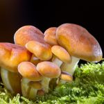 mushroom-2279558