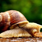 snail-2331169