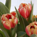Tulips 083