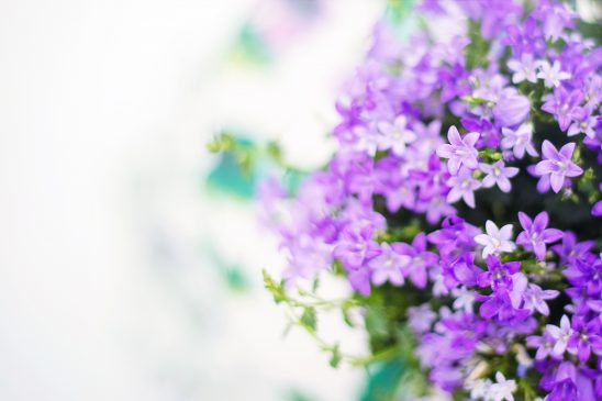 purple-flowers-2191635