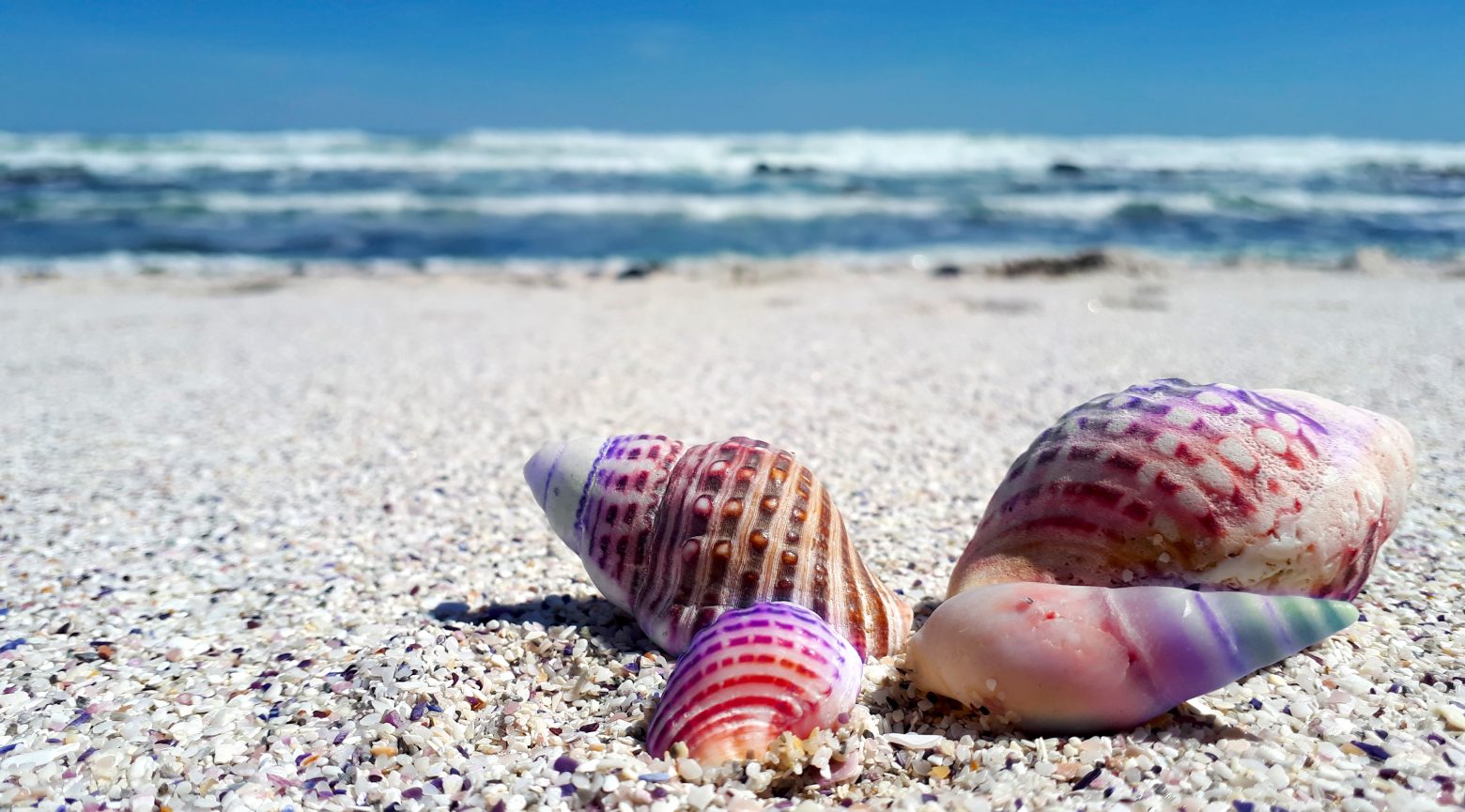 Seashell Shell Shells Sea Ocean Beach Nature – Clean Public Domain