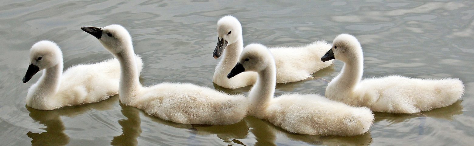 swans-1436266