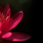 water-lily-2432055