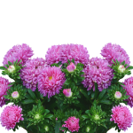 asters-2665289