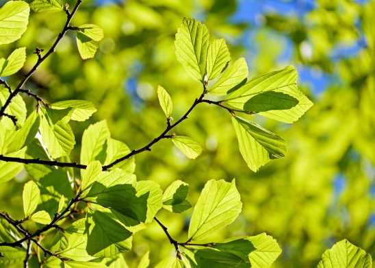persian-oak-wood-3064187