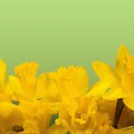daffodil-1160904
