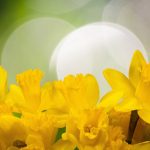 daffodil-1161057
