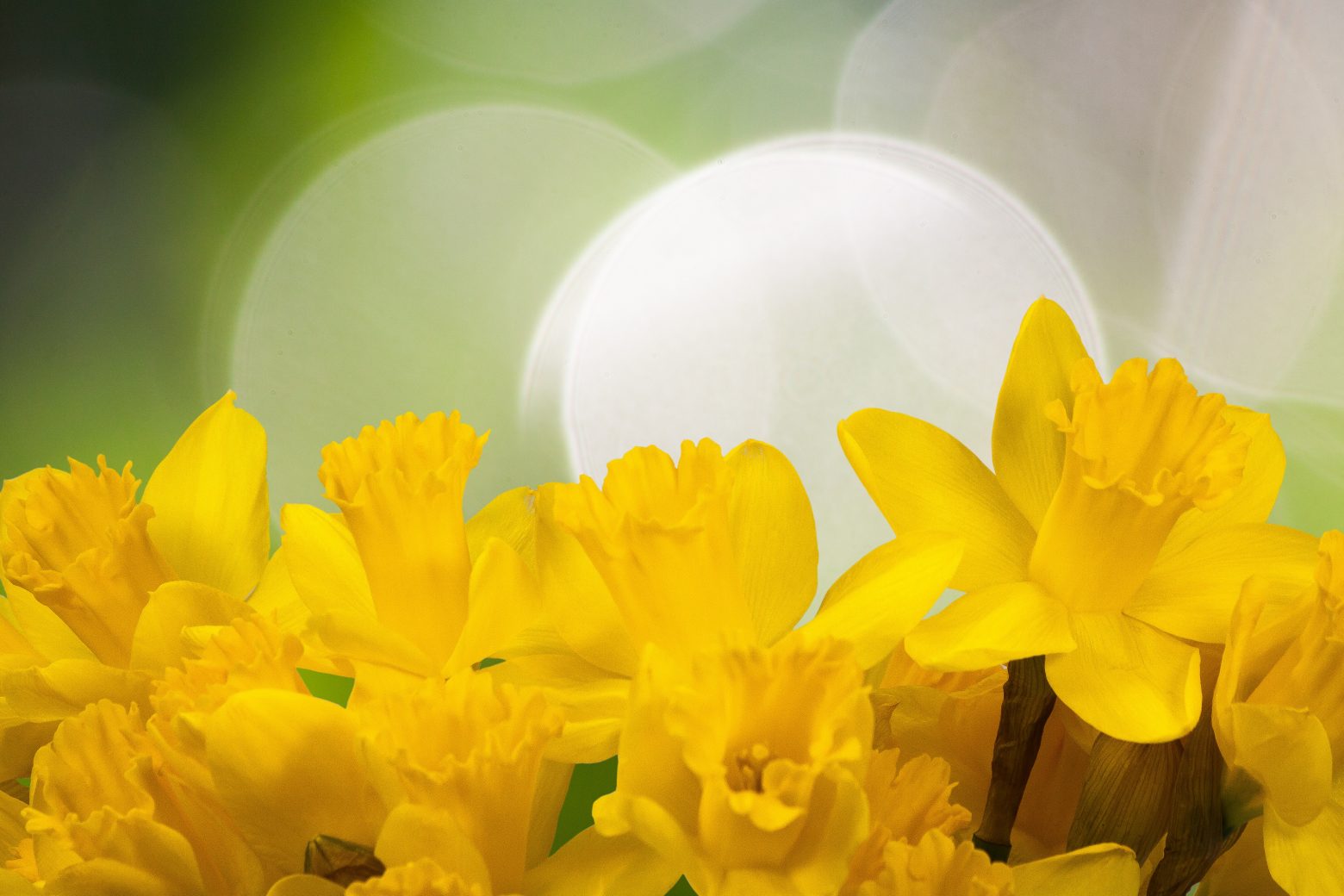 daffodil-1161057