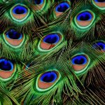 peacock-feathers-3013486