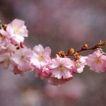 cherry-blossom-3285200