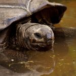 giant-tortoises-3305781
