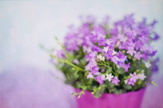 purple-flowers-2191623