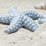 starfish-2423999