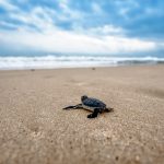 turtle-2201433