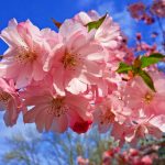 cherry-blossom-3320018