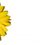 sunflower-2978493