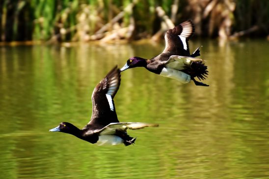 tufted-duck-2464117