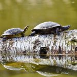 turtles-3289690